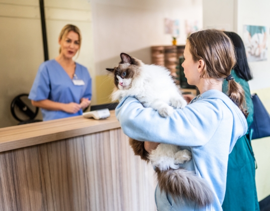 An owner carrying their cat at a vet reception