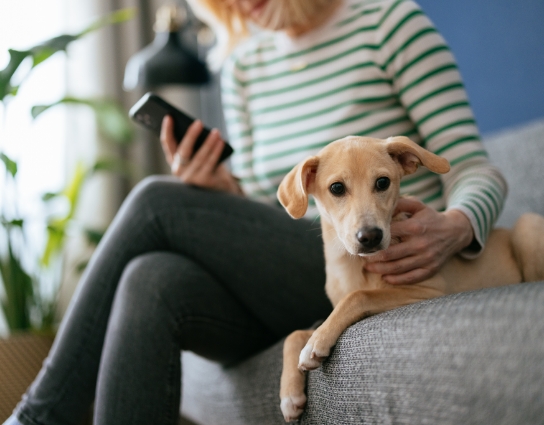 A pet owner on the phone with their dog beside them